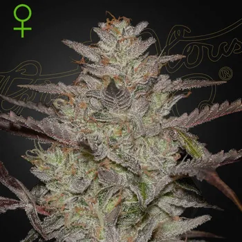Semeno Green House Seed - AlienZ Auto 1 ks