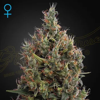 Semeno Green House Seed - Big Bang Auto 1 ks