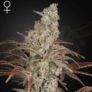 Semeno Green House Seed - Jacks Dream 1 ks