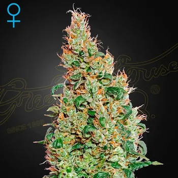 Semeno Green House Seed - Green-O-Matic 1 ks