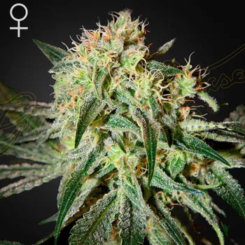 Semeno Green House Seed - Damn Sour 5 ks