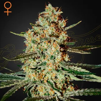 Semeno Green House Seed - Himalaya Gold 1 ks