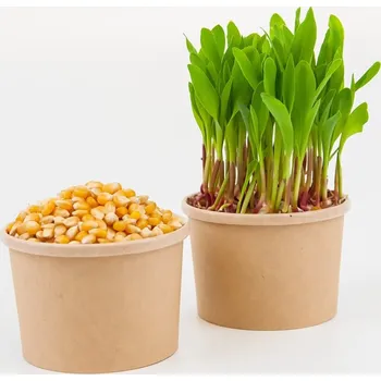 Fóliovník Tiny Greens Kukuřice - BIO semínka na klíčení a microgreens Množství: 200g