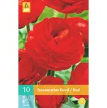 JUB Holland Pryskyřník Ranunculus červený 10 ks