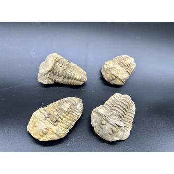 Přírodní kámen Trilobit - Maroko