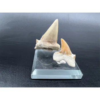 Žraločí zub - Maroko Velikost: 4-5 cm