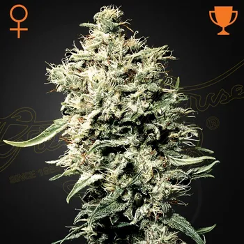 Semeno Green House Seed - White Rhino 1 ks