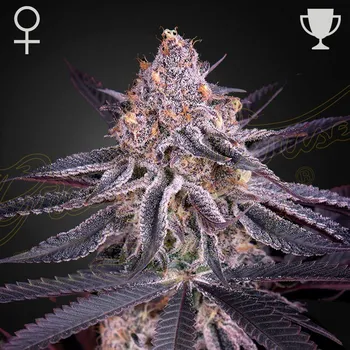 Semeno Green House Seed - Kings Juice 5 ks