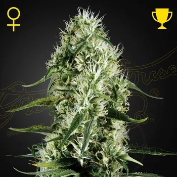 Semeno Green House Seed - Super Silver Haze 1 ks