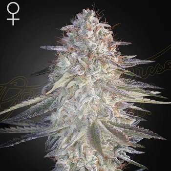 Semeno Green House Seed - Super Lemon Haze x Pink Candy 1 ks + 1 ks ZDARMA Super Lemon Haze x Pink Candy