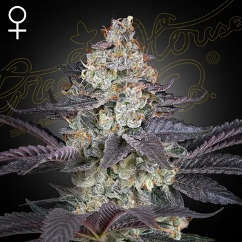 Semeno Green House Seed - Ztrawberry 1 ks