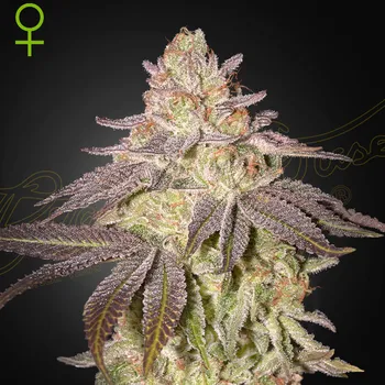 Semeno Green House Seed - Black Toffee Auto 1 ks