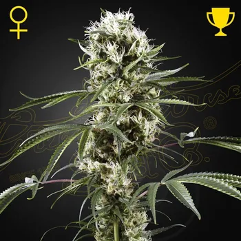 Semeno Green House Seed - Super Lemon Haze 1 ks