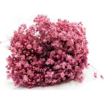 mech-mech.cz Sušená Glixia Marcela - (Marcela) - fuchsiová