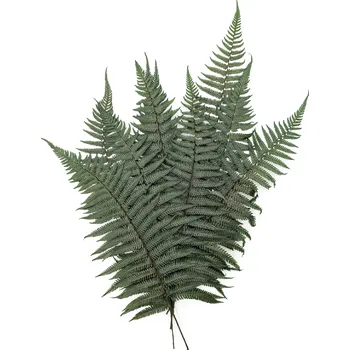 mech-mech.cz Stabilizovaná kapradina - Pergamenová kapradina - zelená