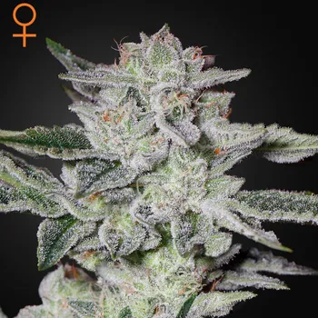 Semeno Green House Seed - Sweet Valley Kush 1 ks