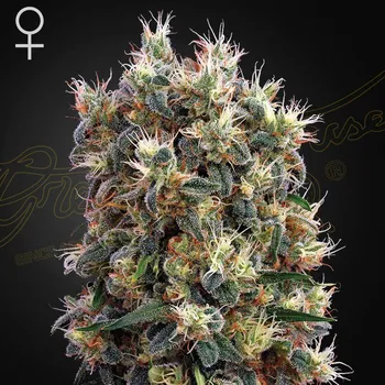 Semeno Green House Seed - The Church 1 ks