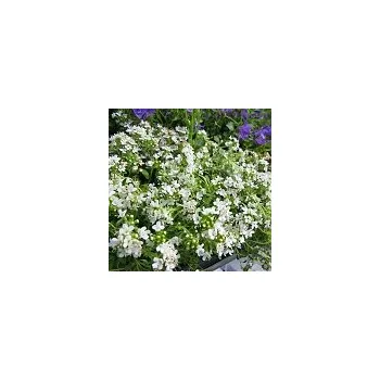 Sazenice Thymus praecox Albiflorus