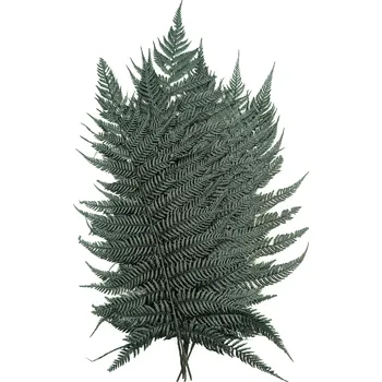 mech-mech.cz Stabilizovaná kapradina - Dryopteris - tmavě zelená