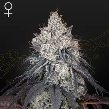 Semeno Green House Seed - Lemon Orange 1 ks