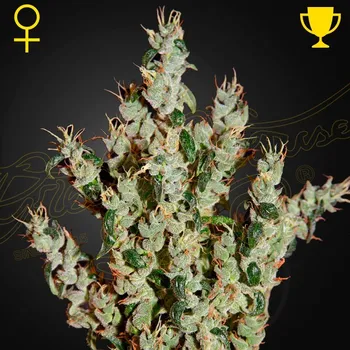 Semeno Green House Seed - NL5 Haze Mist 10 ks