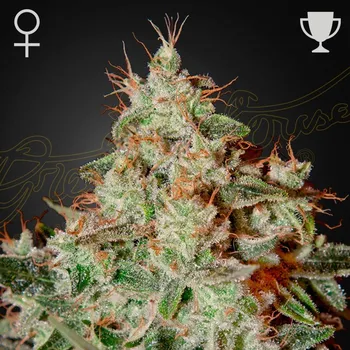 Semeno Green House Seed - Lemon Skunk 1 ks