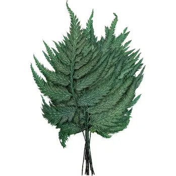 mech-mech.cz Stabilizovaná kapradina - Pérovník pštrosí - zelená