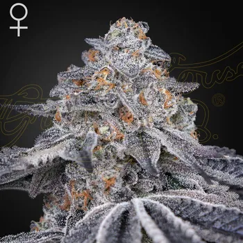 Semeno Green House Seed - Velvet Moon 1 ks