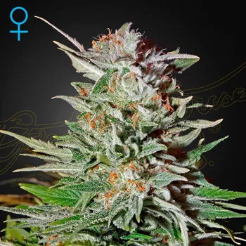 Semeno Green House Seed - Super Lemon Haze Auto 1 ks