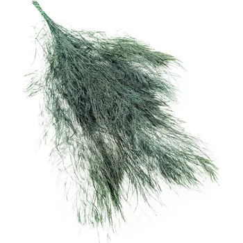 mech-mech.cz Stabilizovaná kapradina - Tree fern - (Asparagus virgatus) - zelená