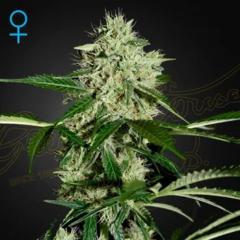 Semeno Green House Seed - Northern Lights Auto 1 ks