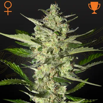 Semeno Green House Seed - FlowerBomb Kush 1 ks
