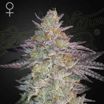 Semeno Green House Seed - Super Lemon Haze x GMO 1 ks