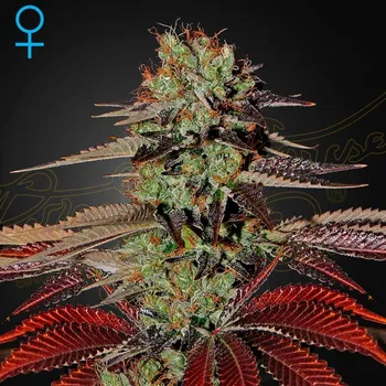 Semeno Green House Seed - Kings Kush Auto 1 ks