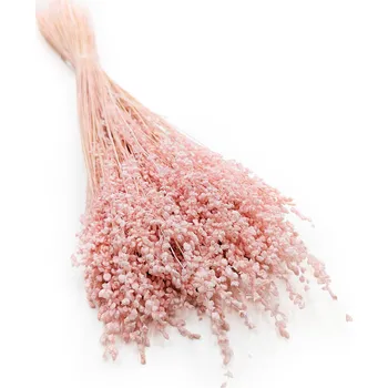 mech-mech.cz Sušená Třeslice (Briza minima) Malá - Růžová