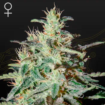 Semeno Green House Seed - White Lemon 1 ks + 1 ks ZDARMA White Lemon