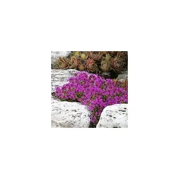 Sazenice Thymus praecox Red Carpeth