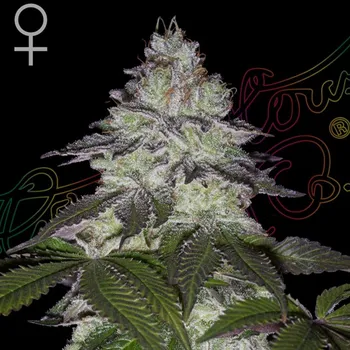 Semeno Green House Seed - Milky Dreams 1 ks