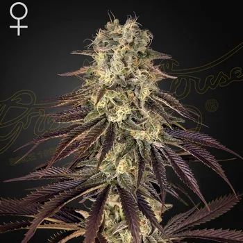 Semeno Green House Seed - Kongs Krush 1 ks