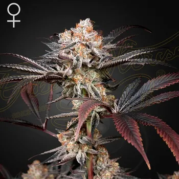 Semeno Green House Seed - Wonder Pie 5 ks