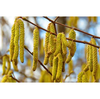 Koření Horňácká farma BIO Jehnědy z lísky - na čaj, 1 g