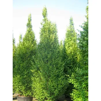 Sazenice Habr obecný 'Pyramidalis' kontejner