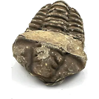 Fosilie Trilobit Maroko č. 3