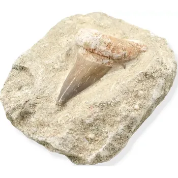 Fosilie Zub žraloka v hornině č. 6