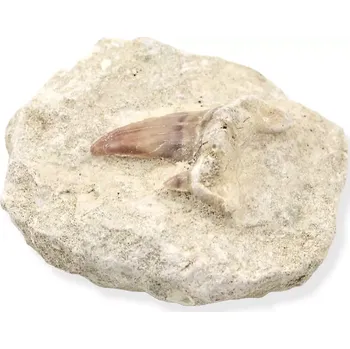 Fosilie Zub žraloka v hornině č. 3