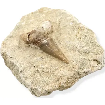 Fosilie Zub žraloka v hornině č. 4