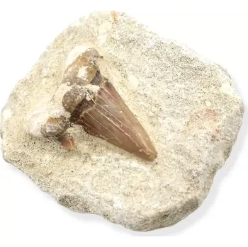 Fosilie Zub žraloka v hornině č. 5