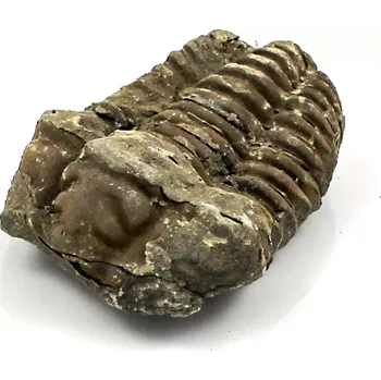 Fosilie Trilobit Maroko č. 4
