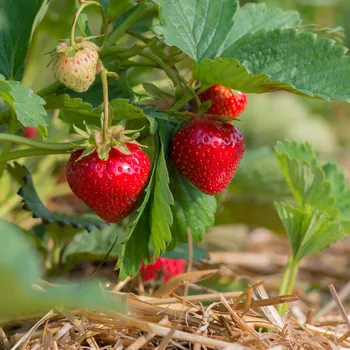 Sazenice Jahodník Korona Fragaria Ananassa 5 ks
