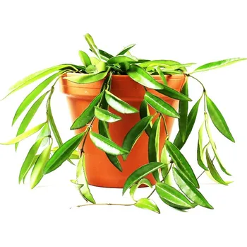 Gardners Hoya Wayetti, průměr 12 cm Hoja, Voskovka